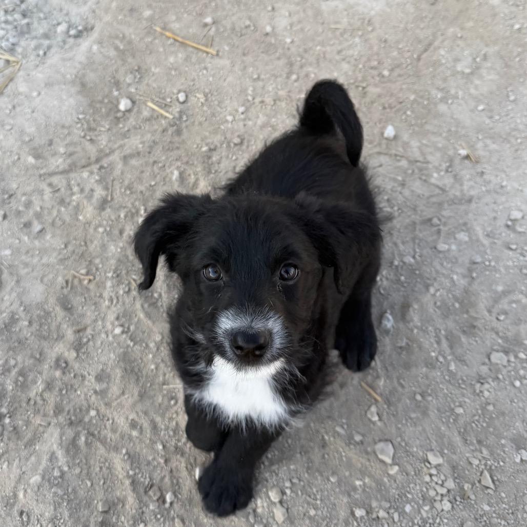Rosebud, Adoptable, Puppy Female Australian Cattle Dog / Blue Heeler.
