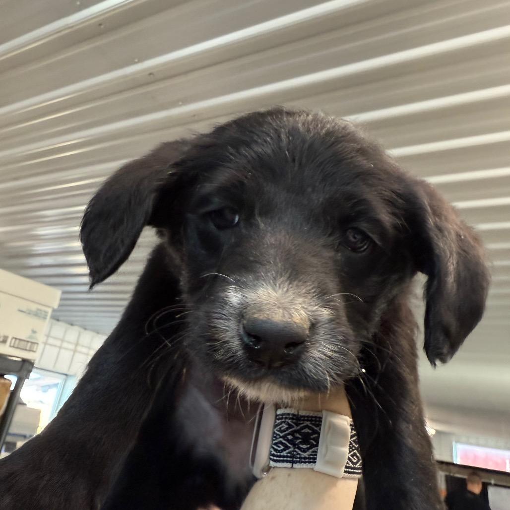 Enlarge Rosebud, a Adoptable Australian Cattle Dog / Blue Heeler in Spanish Fork, UT image 2/3