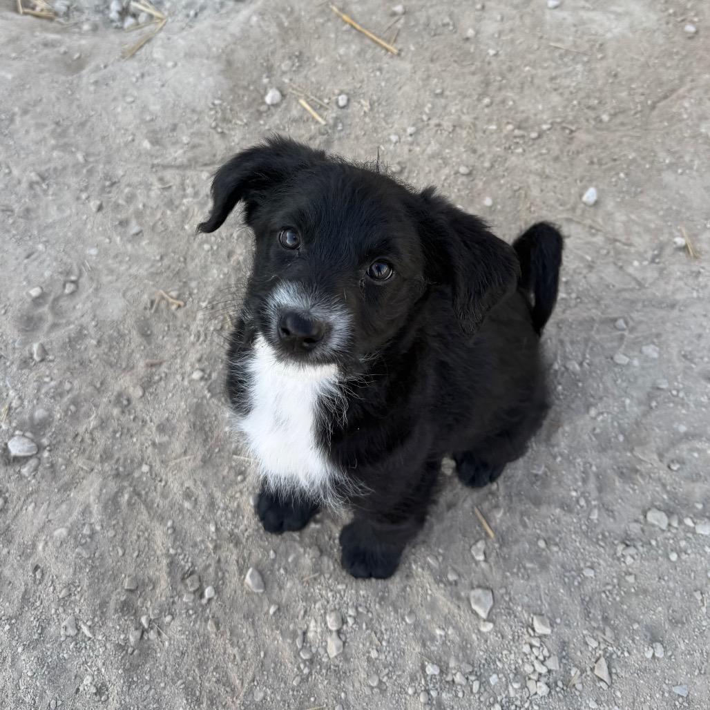 Enlarge Rosebud, a Adoptable Australian Cattle Dog / Blue Heeler in Spanish Fork, UT image 3/3