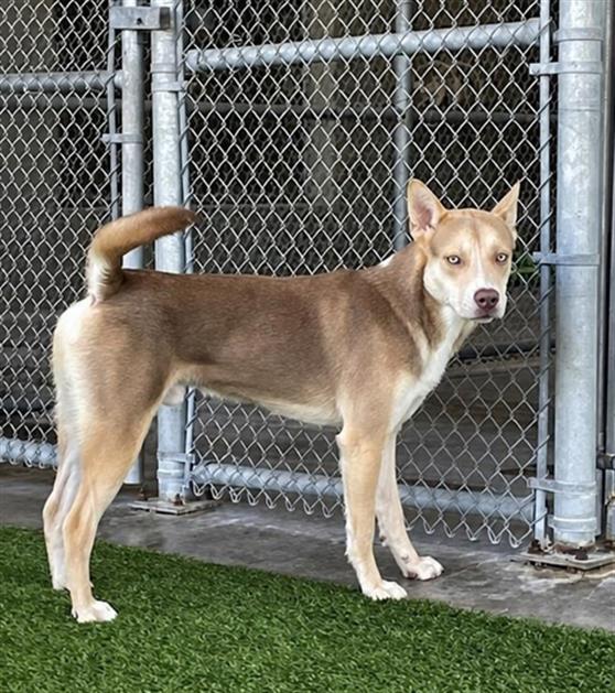 MICKEY, Adoptable, Young Male Husky & Mixed Breed.