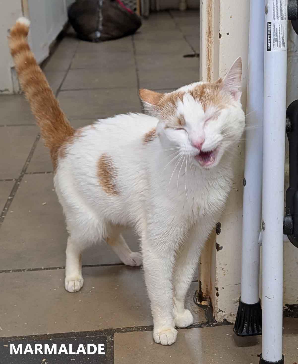 Enlarge Marmalade, an adopted Domestic Short Hair in Washington, GA image 2/3