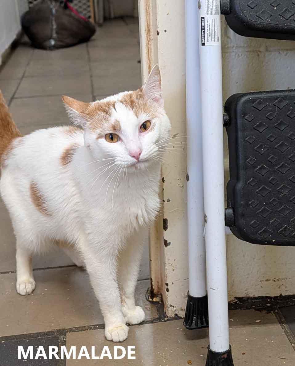 Enlarge Marmalade, an adopted Domestic Short Hair in Washington, GA image 1/3