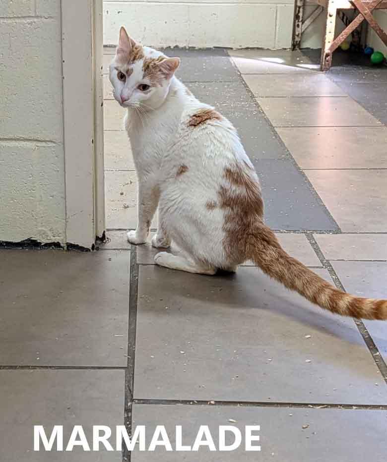 Enlarge Marmalade, an adopted Domestic Short Hair in Washington, GA image 3/3