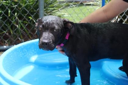 Winnie, Adoptable, Adult Female American Bulldog & Mixed Breed.