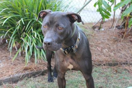 Enlarge Winnie, a Adoptable mixed breed in Brunswick, GA image 2/2
