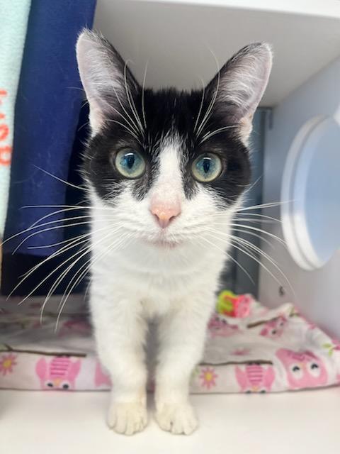 Mulan (50586/767), adopted, Kitten Female Domestic Short Hair.