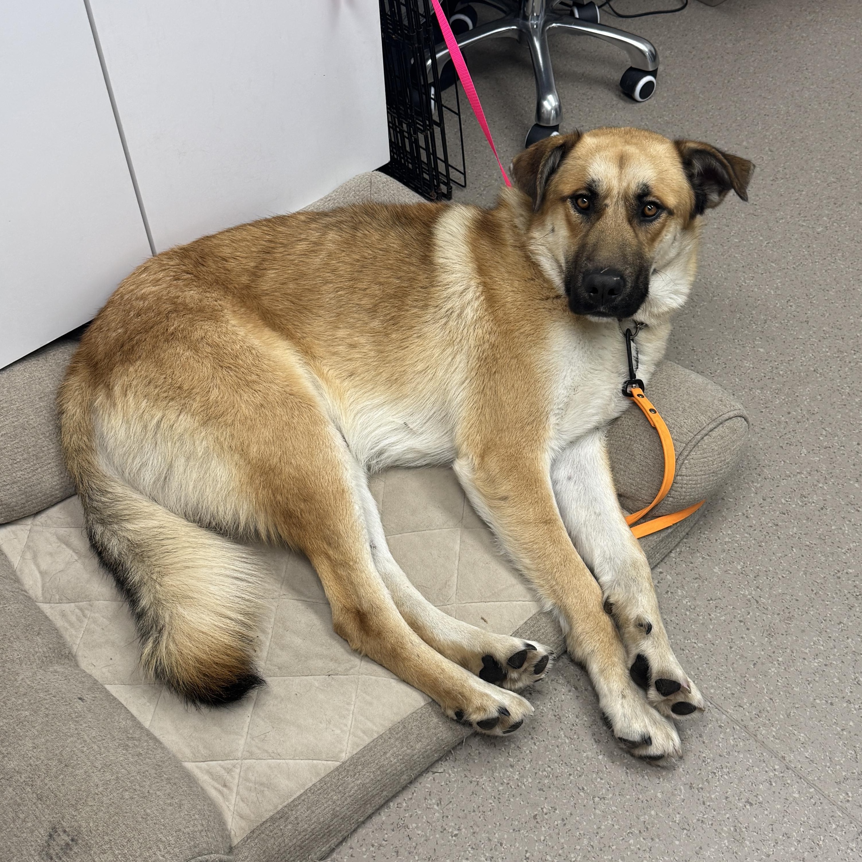 Enlarge Connor, an adoptable mixed breed in Vancouver, WA image 2/3