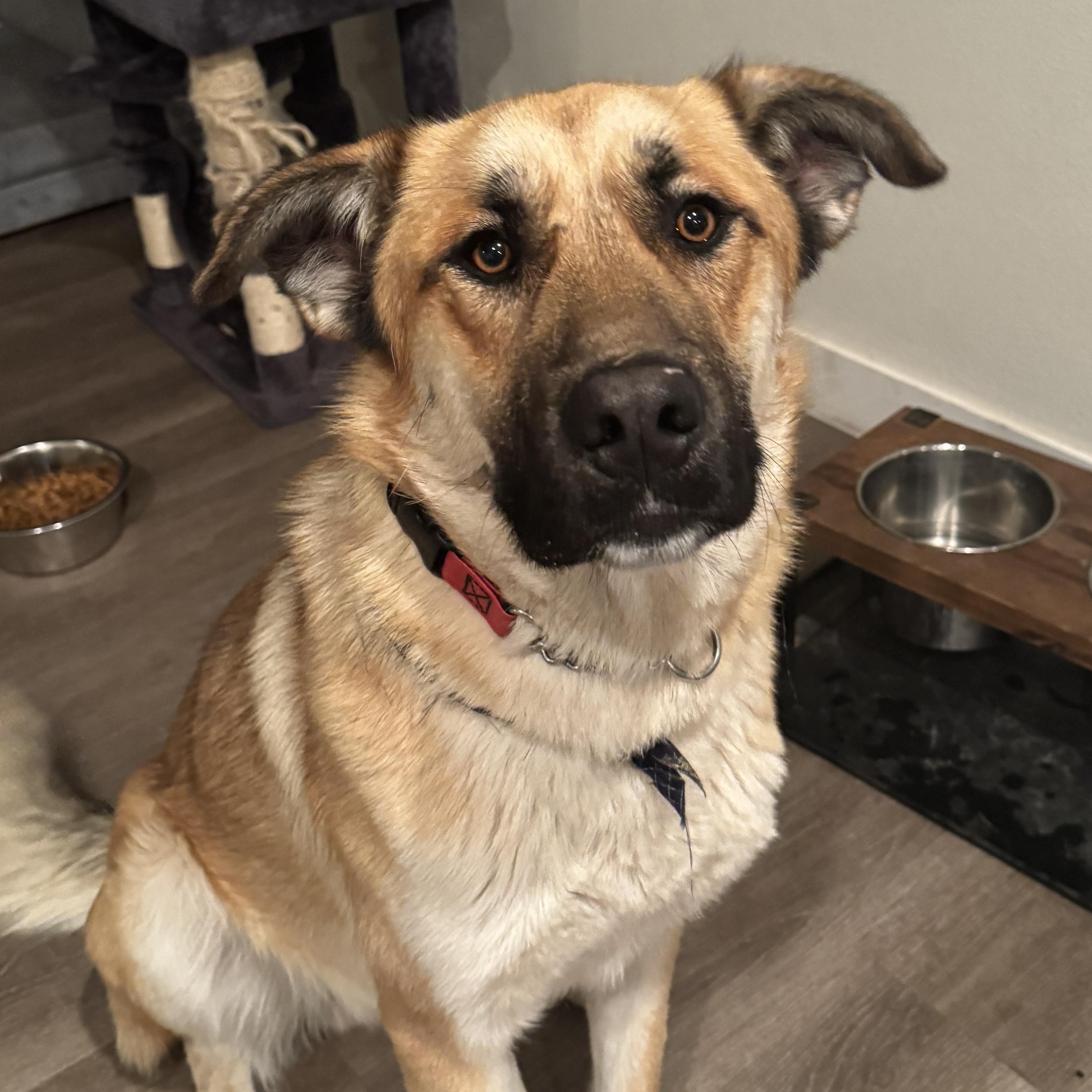 Enlarge Connor, an adoptable mixed breed in Vancouver, WA image 1/3