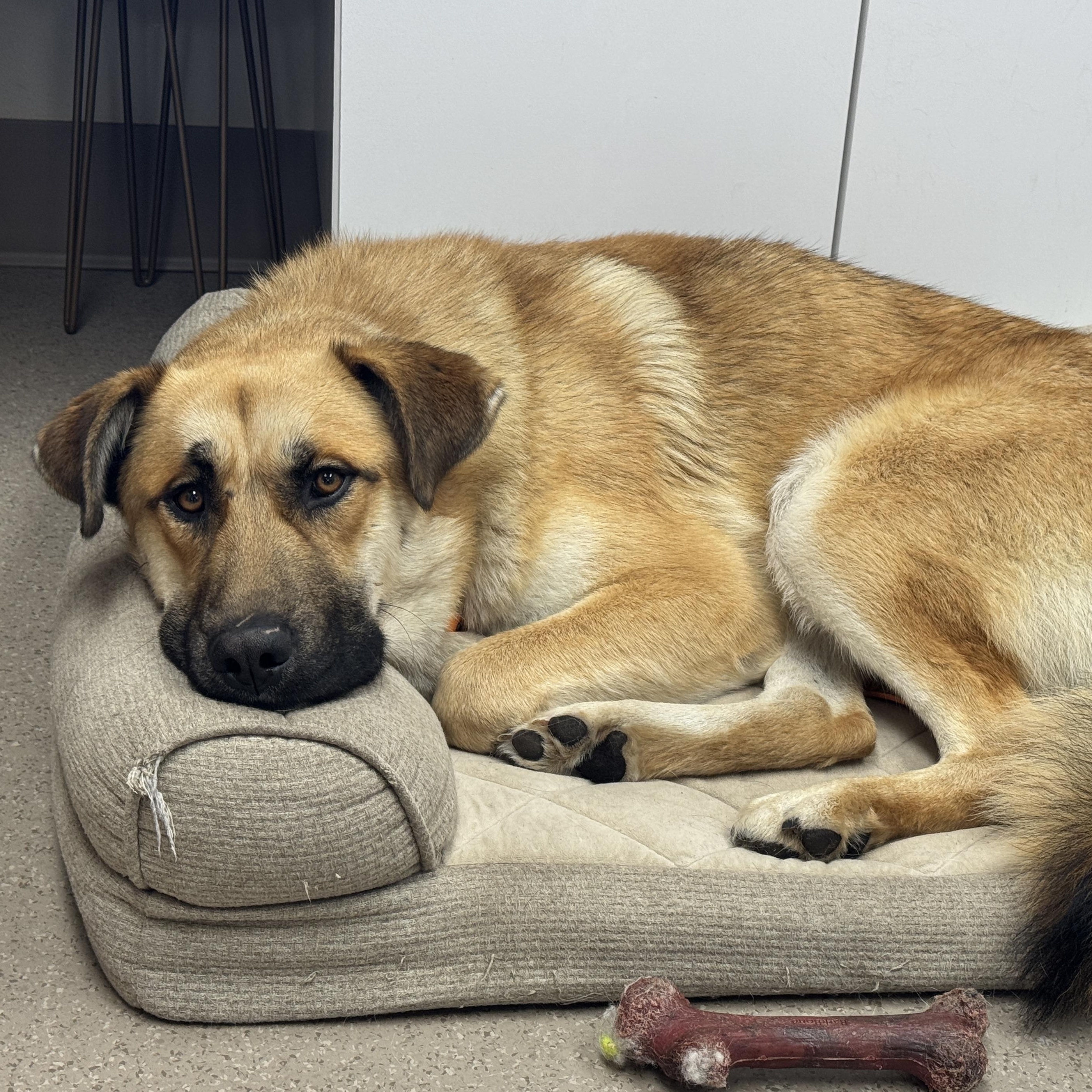 Enlarge Connor, an adoptable mixed breed in Vancouver, WA image 3/3