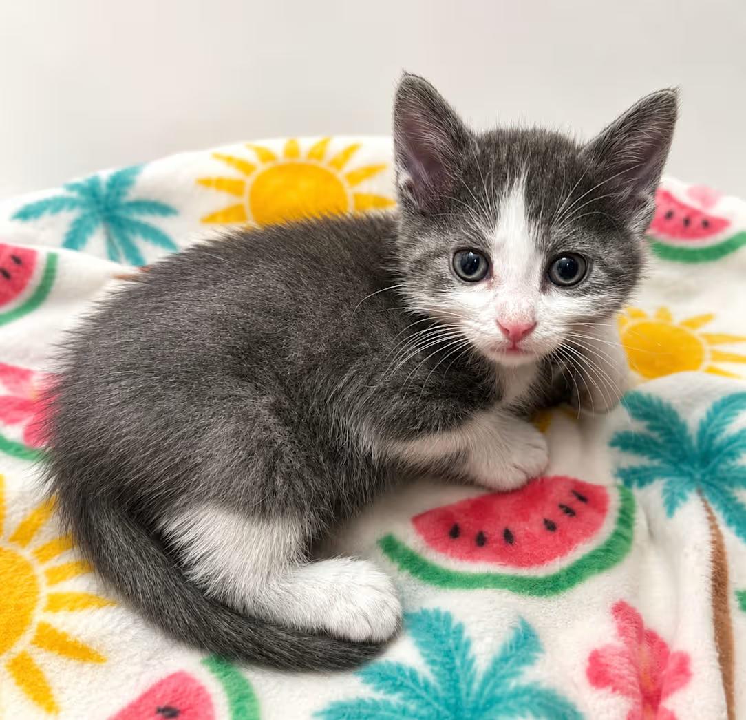 Hot Pocket, an adopted Domestic Short Hair in Greensboro, NC image 2/2