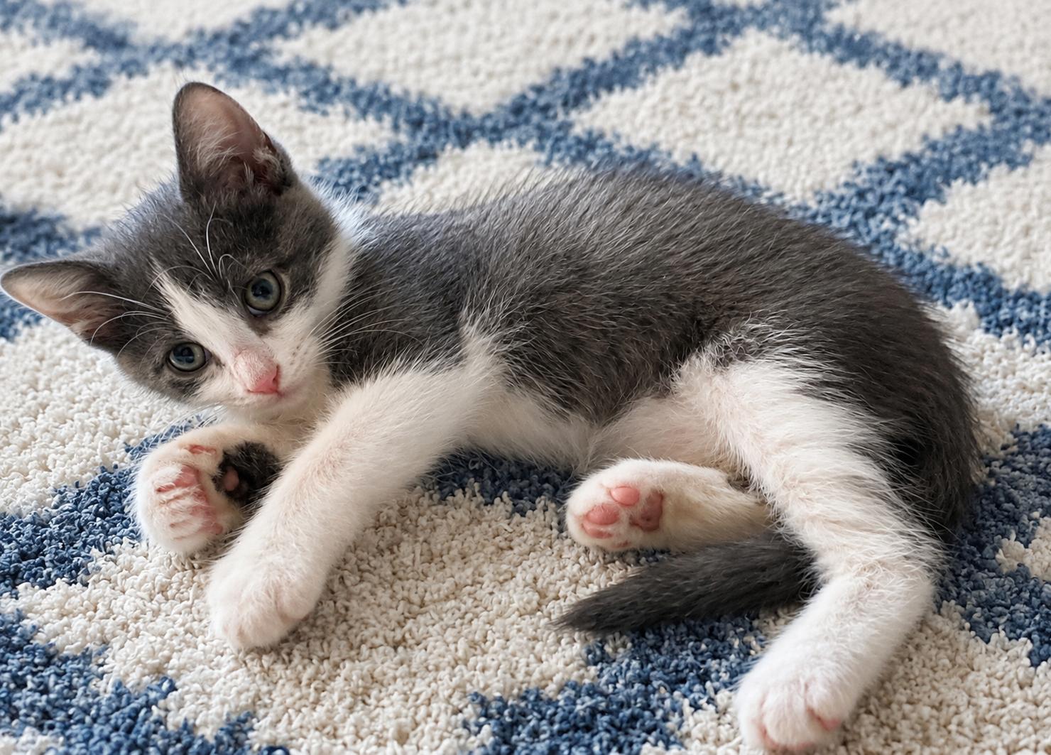 Hot Pocket, adopted, Kitten Male Domestic Short Hair.