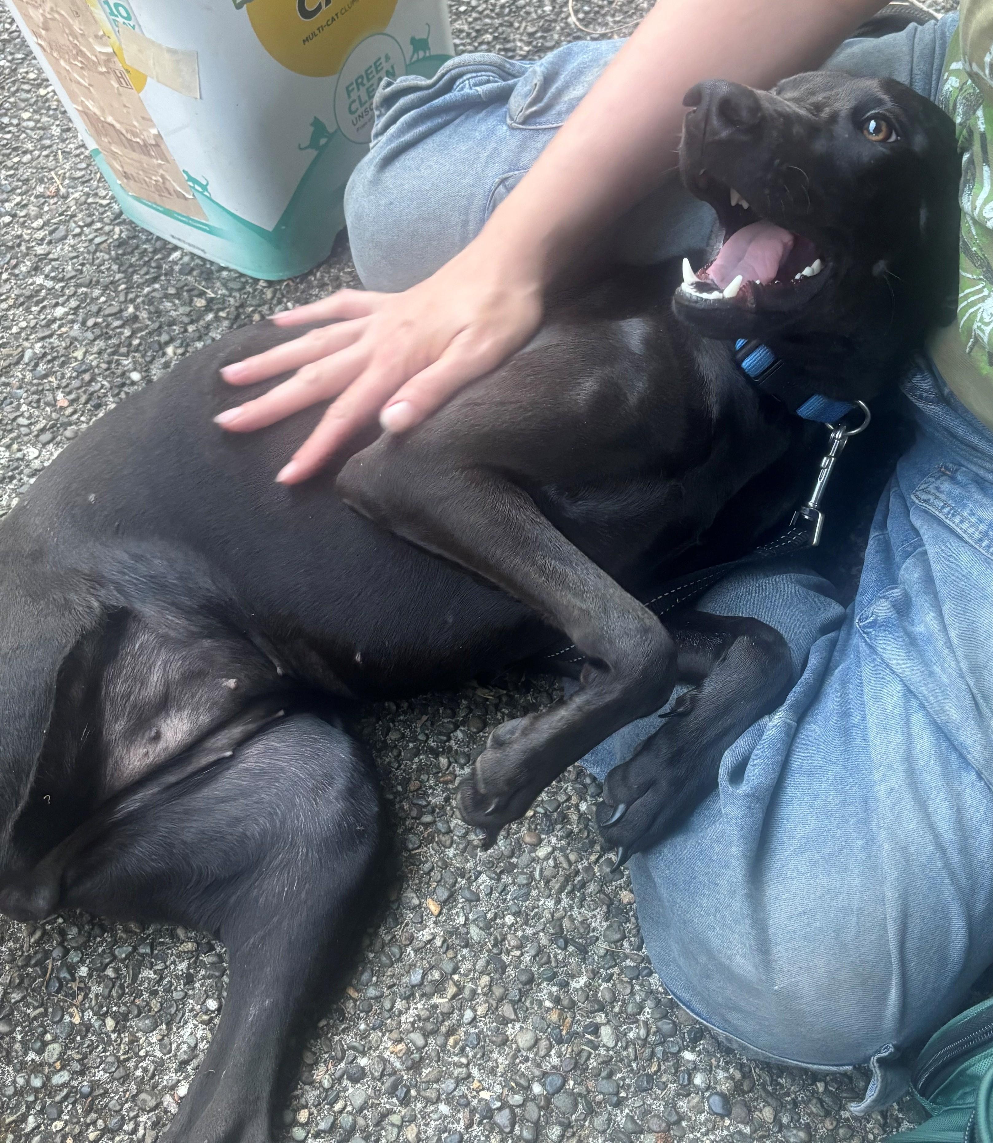 Enlarge Prieta, an adoption pending mixed breed in Olympia, WA image 5/6