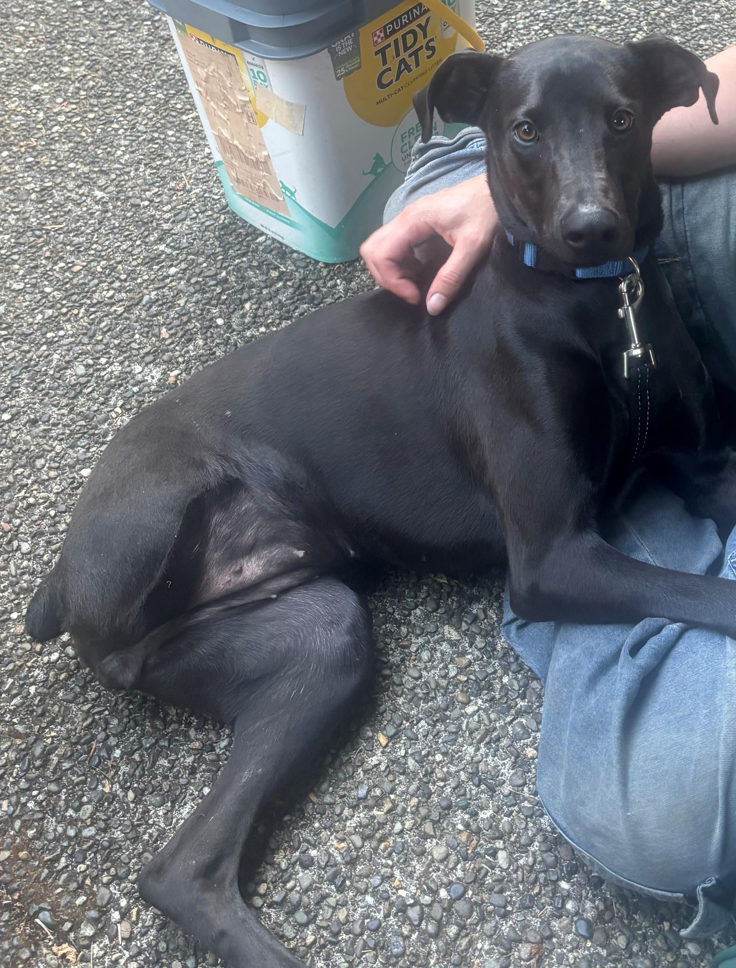 Prieta, ADOPTABLE, Puppy Female Whippet & Labrador Retriever.