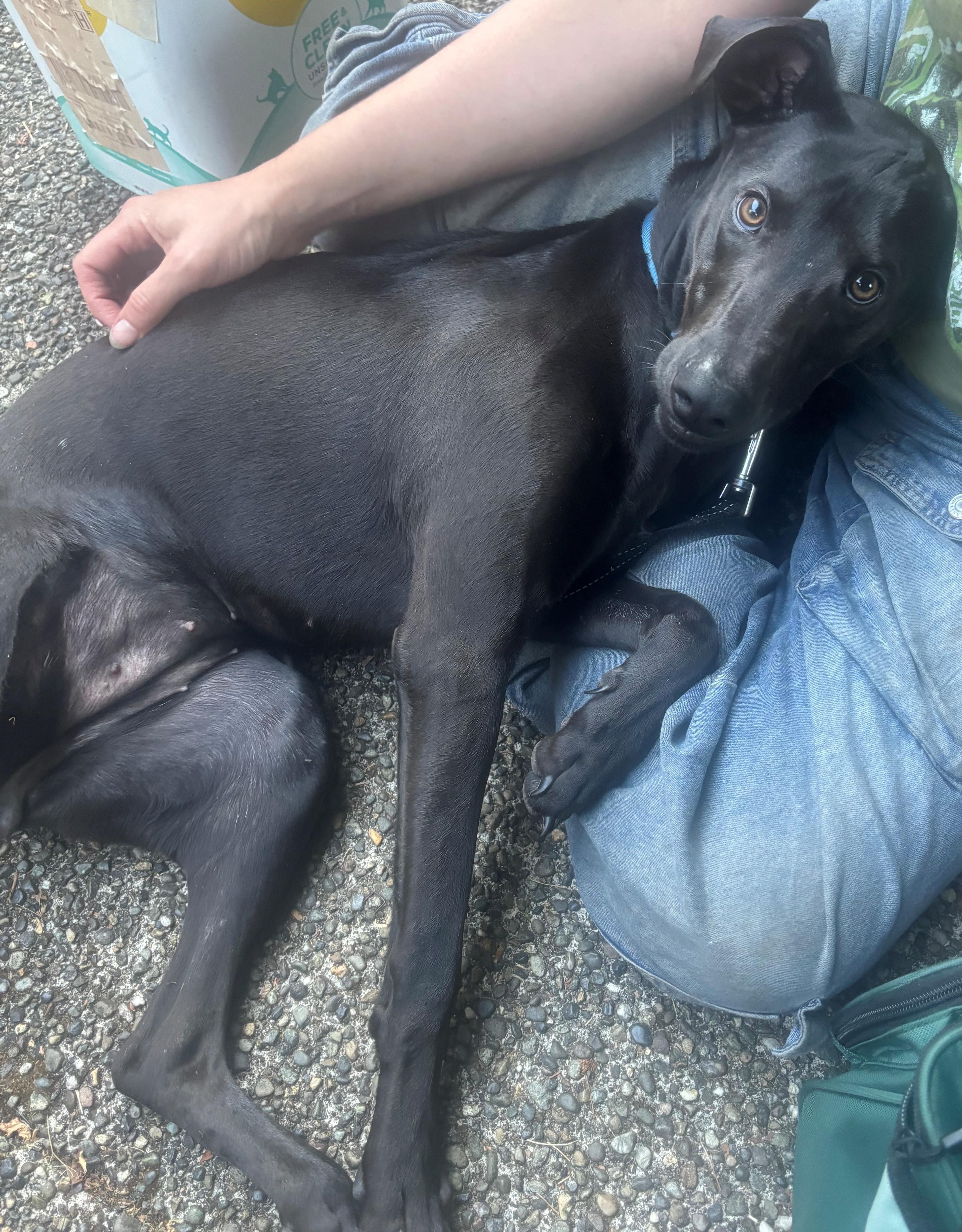Enlarge Prieta, an adoption pending mixed breed in Olympia, WA image 4/6