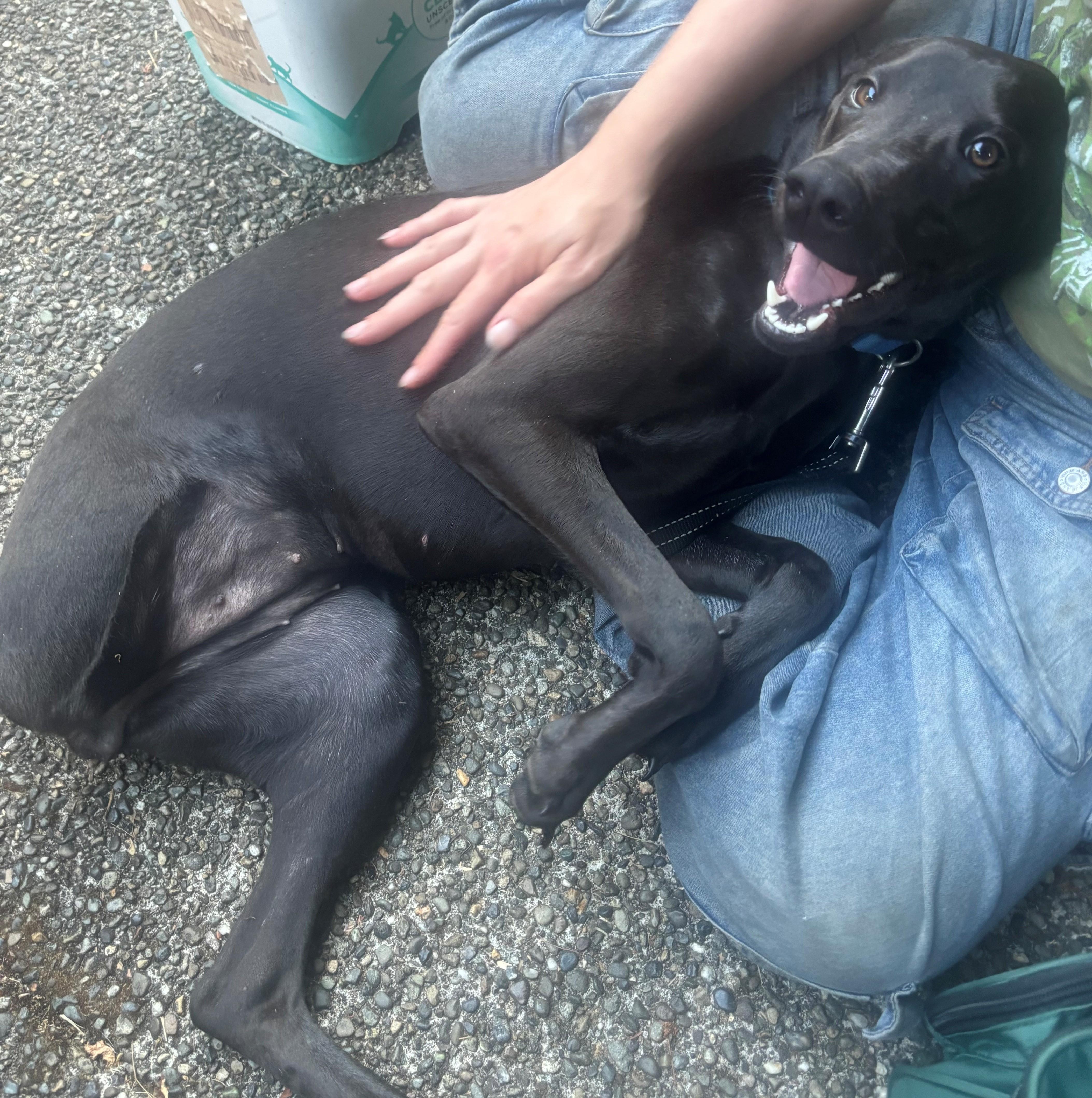 Enlarge Prieta, an adoption pending mixed breed in Olympia, WA image 6/6