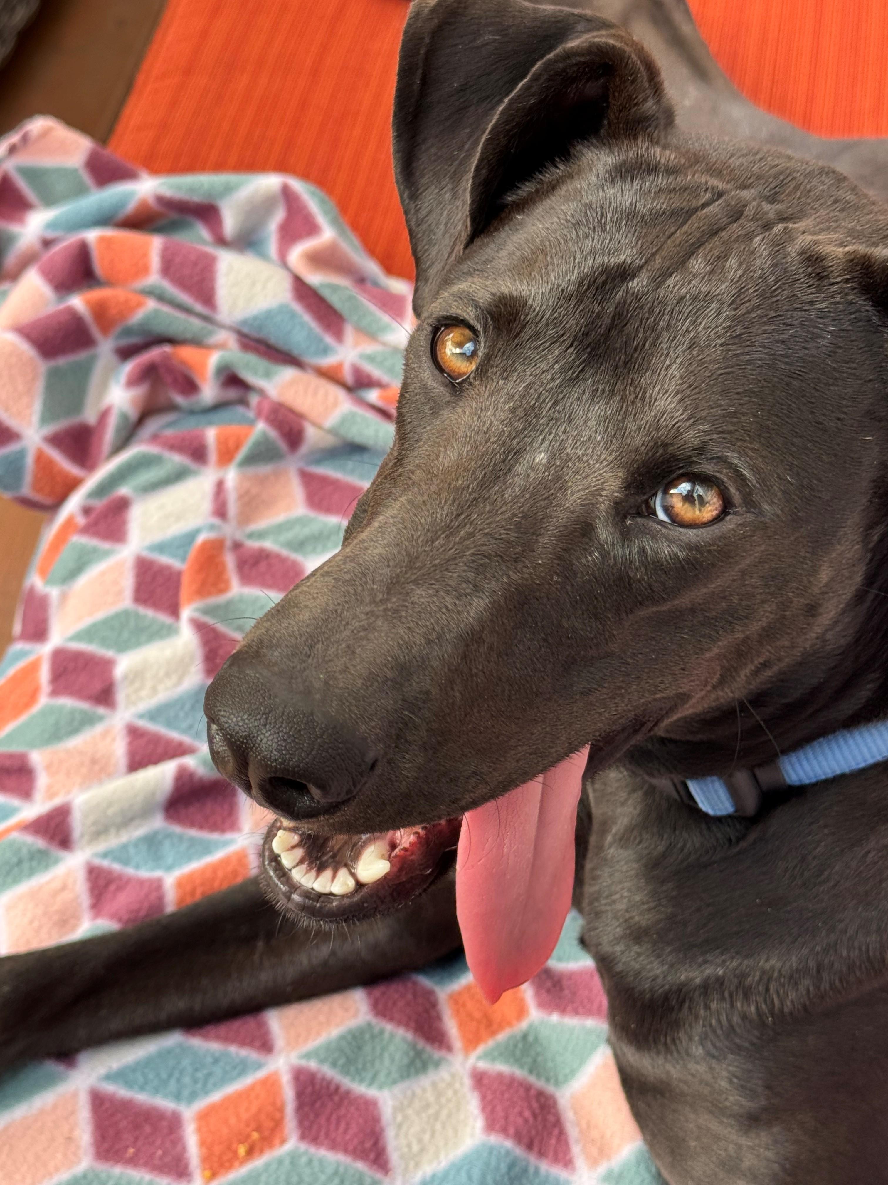 Enlarge Prieta, an adoption pending mixed breed in Olympia, WA image 2/6