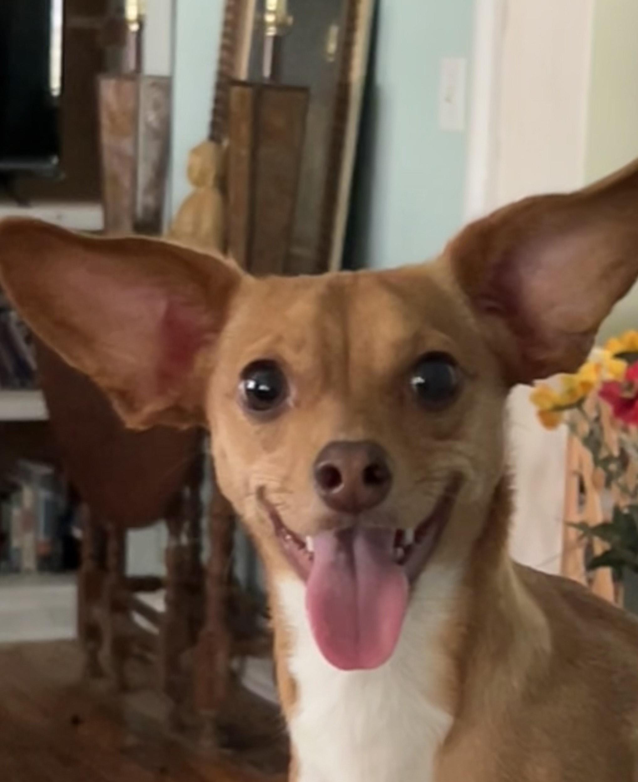 Sugar, Adopted, Young Female Chihuahua & Rat Terrier.