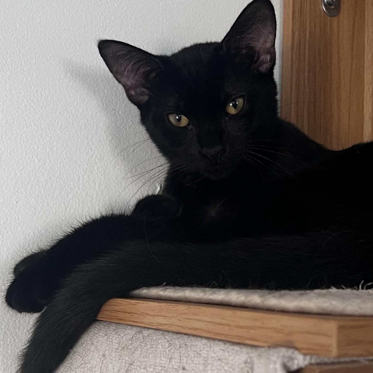Enlarge BooBoo, a Adoptable Domestic Short Hair in Rochester Hills, MI image 6/6