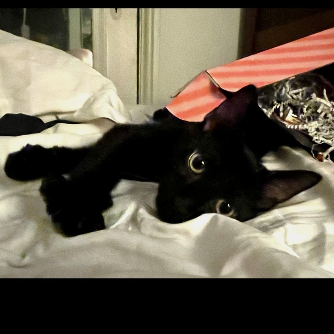 BooBoo, Adoptable, Kitten Male Domestic Short Hair.