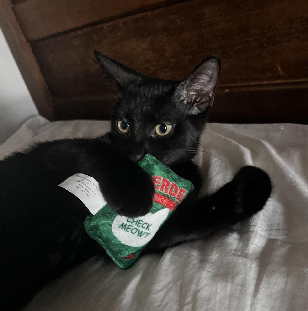 Enlarge BooBoo, a Adoptable Domestic Short Hair in Rochester Hills, MI image 4/6