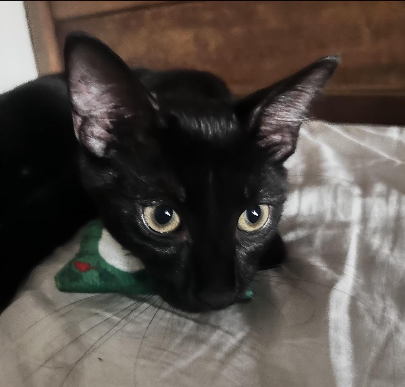 Enlarge BooBoo, a Adoptable Domestic Short Hair in Rochester Hills, MI image 5/6