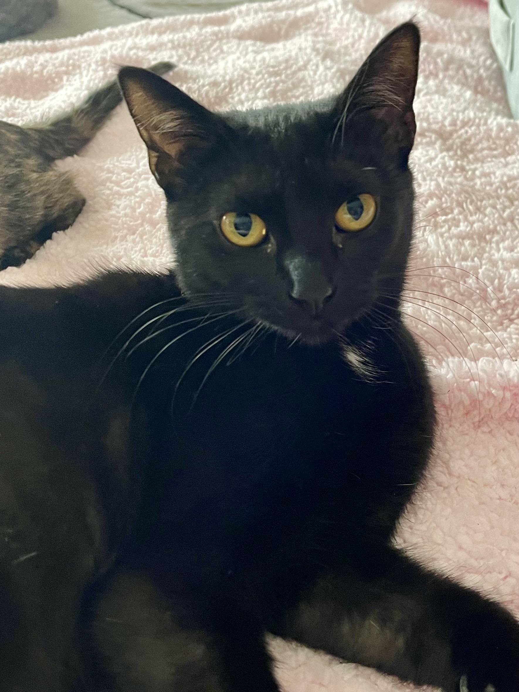 Magpie, a Adoptable Domestic Short Hair in Belvidere, IL image 3/4