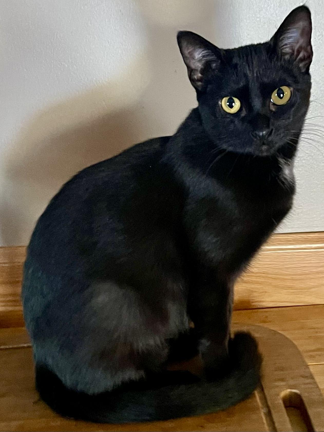 Enlarge Magpie, a Adoptable Domestic Short Hair in Belvidere, IL image 1/4
