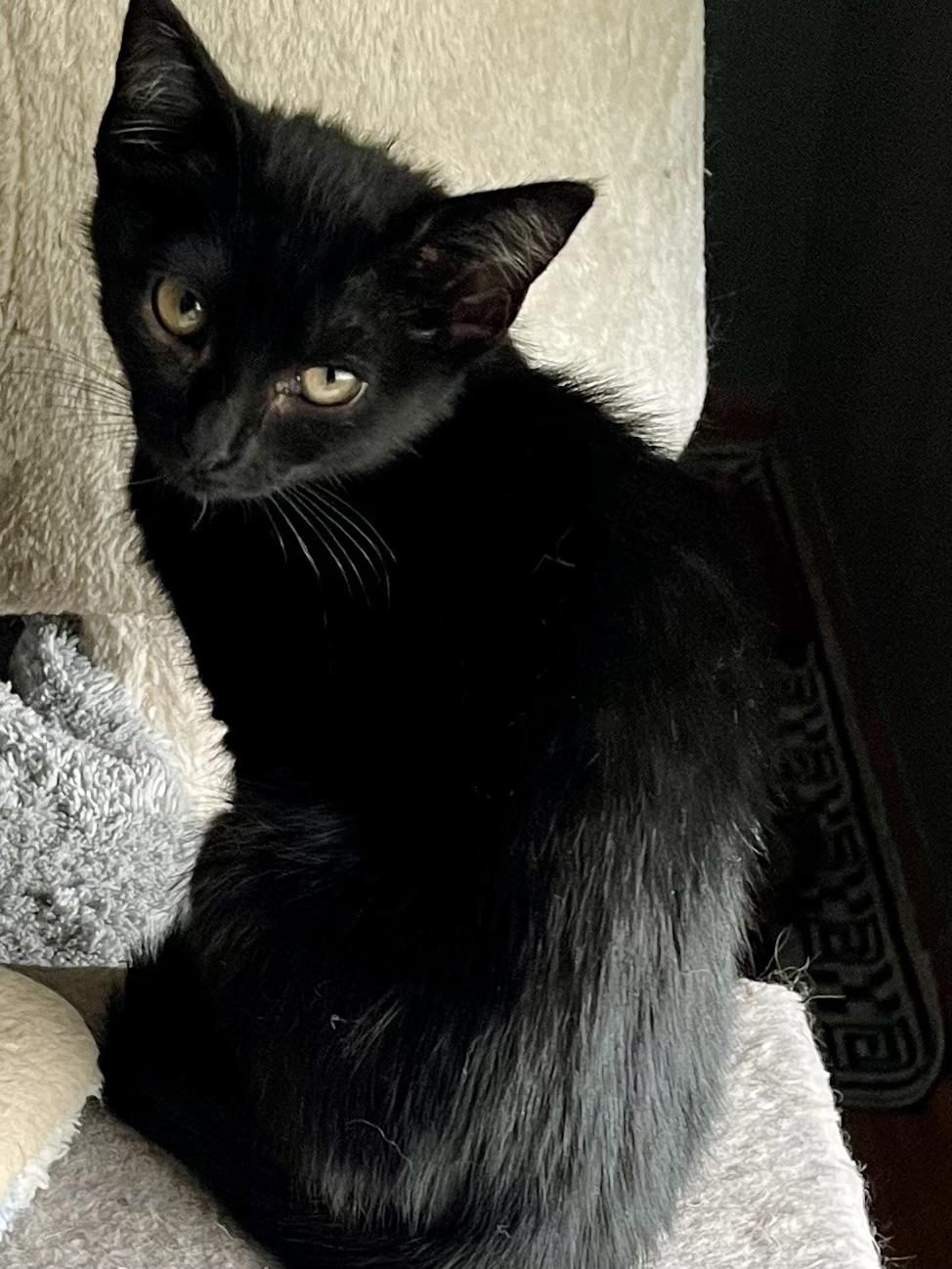 Enlarge Magpie, a Adoptable Domestic Short Hair in Belvidere, IL image 2/4