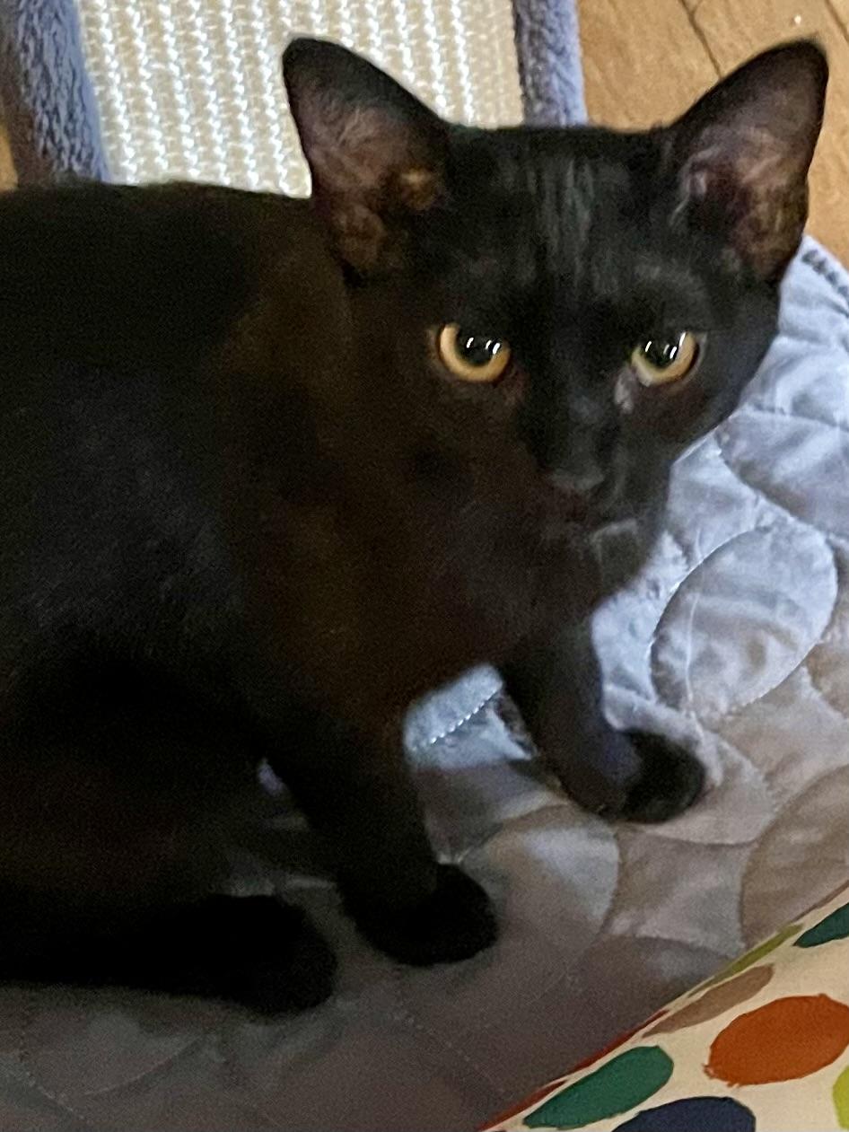 Enlarge Magpie, a Adoptable Domestic Short Hair in Belvidere, IL image 3/4