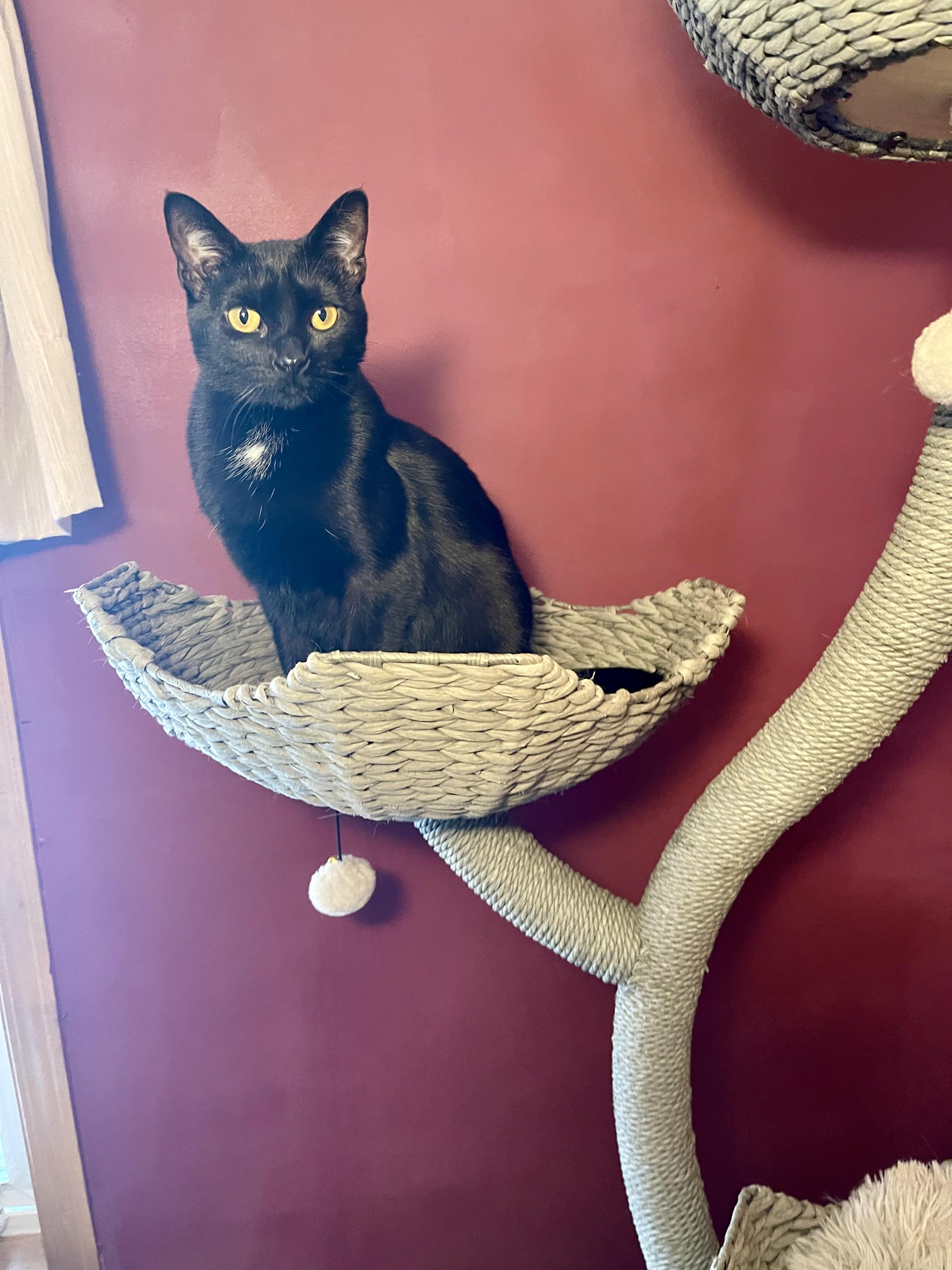 Magpie, a Adoptable Domestic Short Hair in Belvidere, IL image 4/4