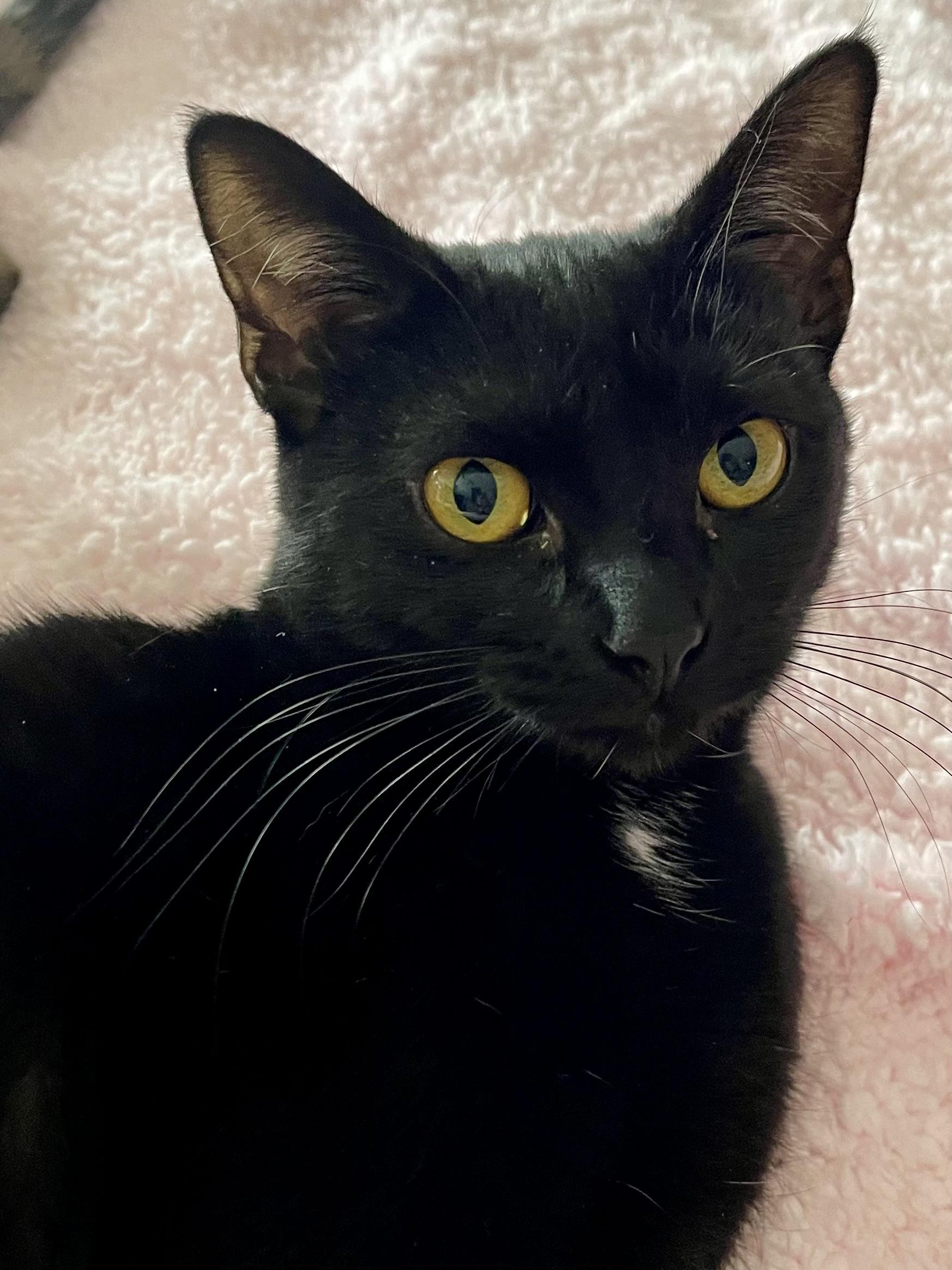 Magpie, a Adoptable Domestic Short Hair in Belvidere, IL image 2/4