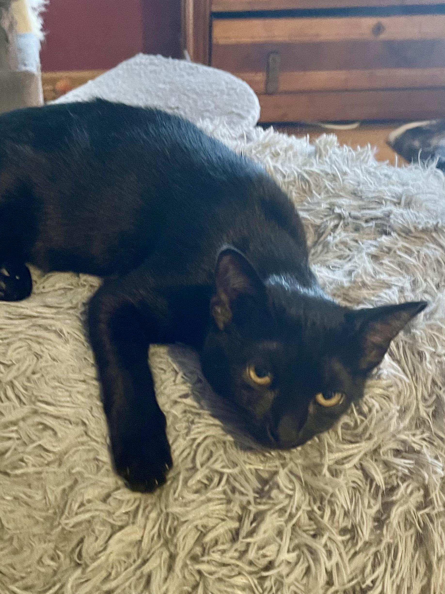 Enlarge Magpie, a Adoptable Domestic Short Hair in Belvidere, IL image 4/4