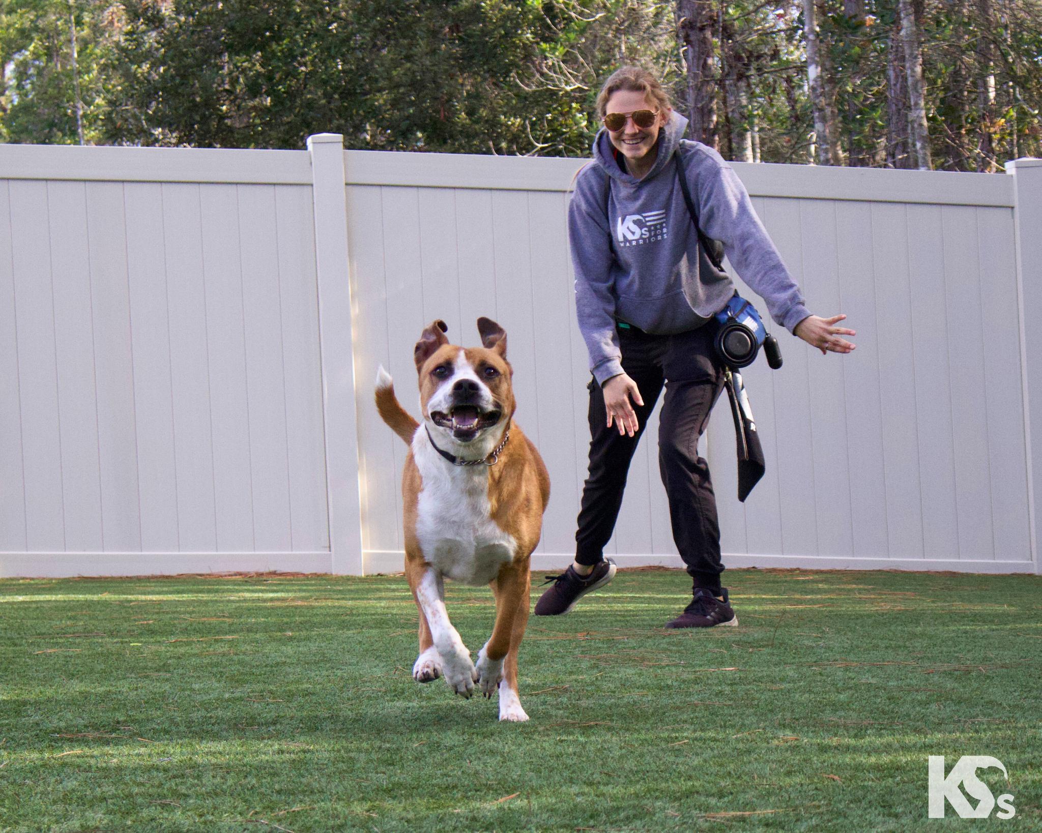Enlarge Yukon, a ADOPTABLE mixed breed in Ponte Vedra, FL image 2/4