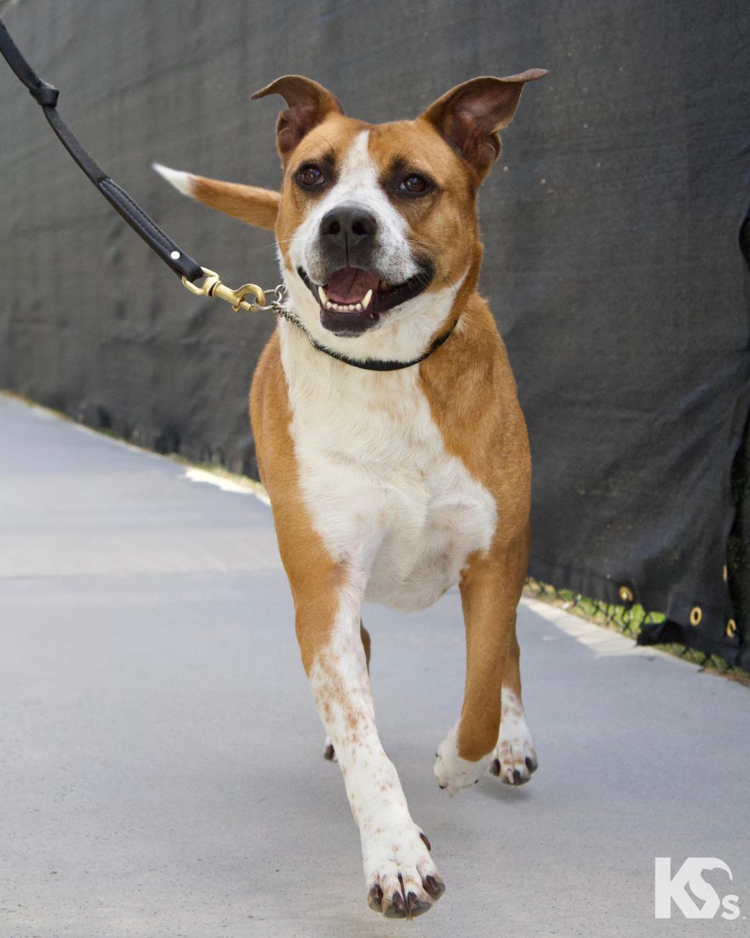 Enlarge Yukon, a ADOPTABLE mixed breed in Ponte Vedra, FL image 3/4