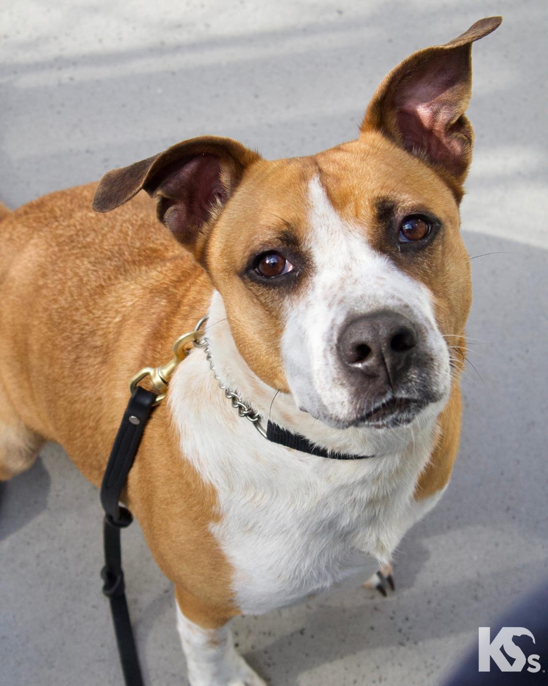 Yukon, ADOPTABLE, Adult Male Basset Hound & Corgi.