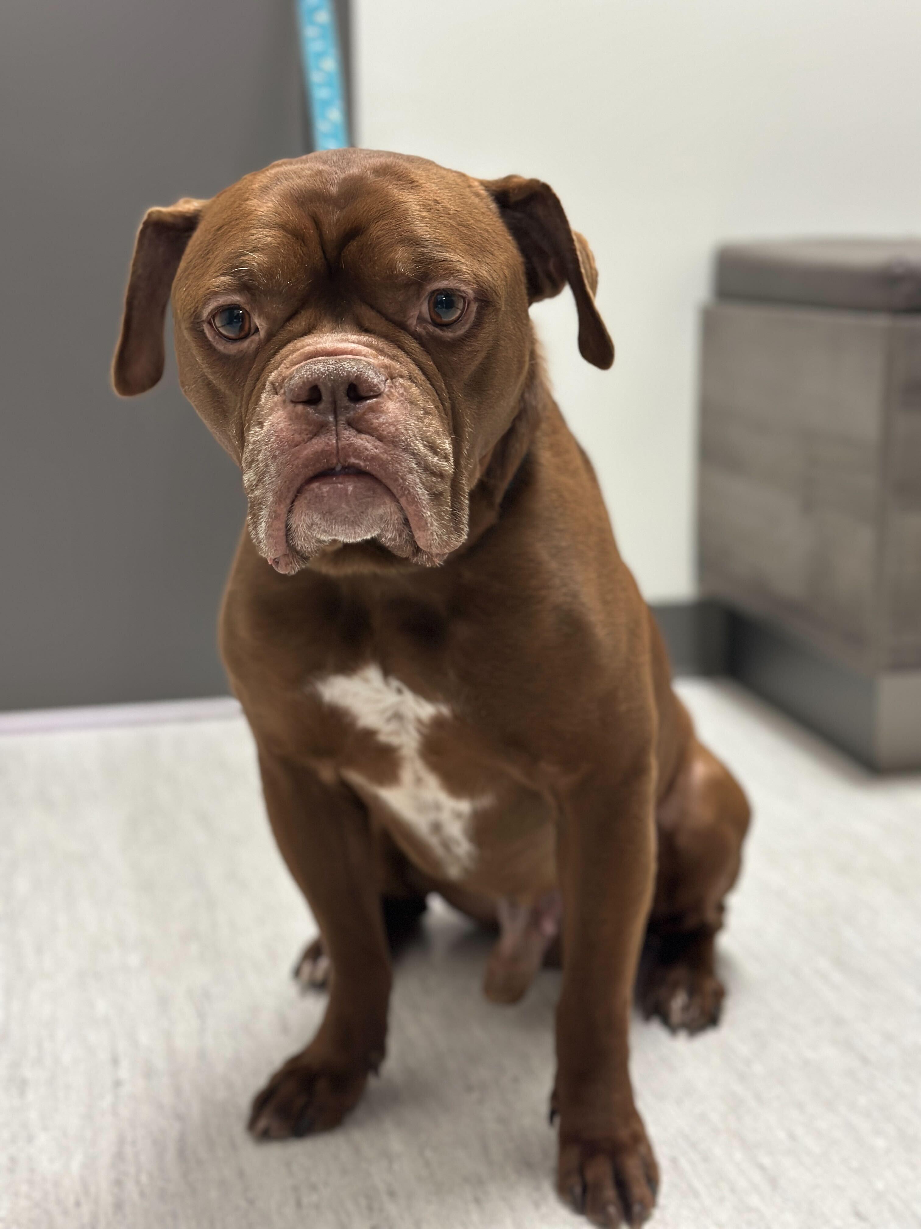 Sugga, a Adopted mixed breed in London, ON image 1/6