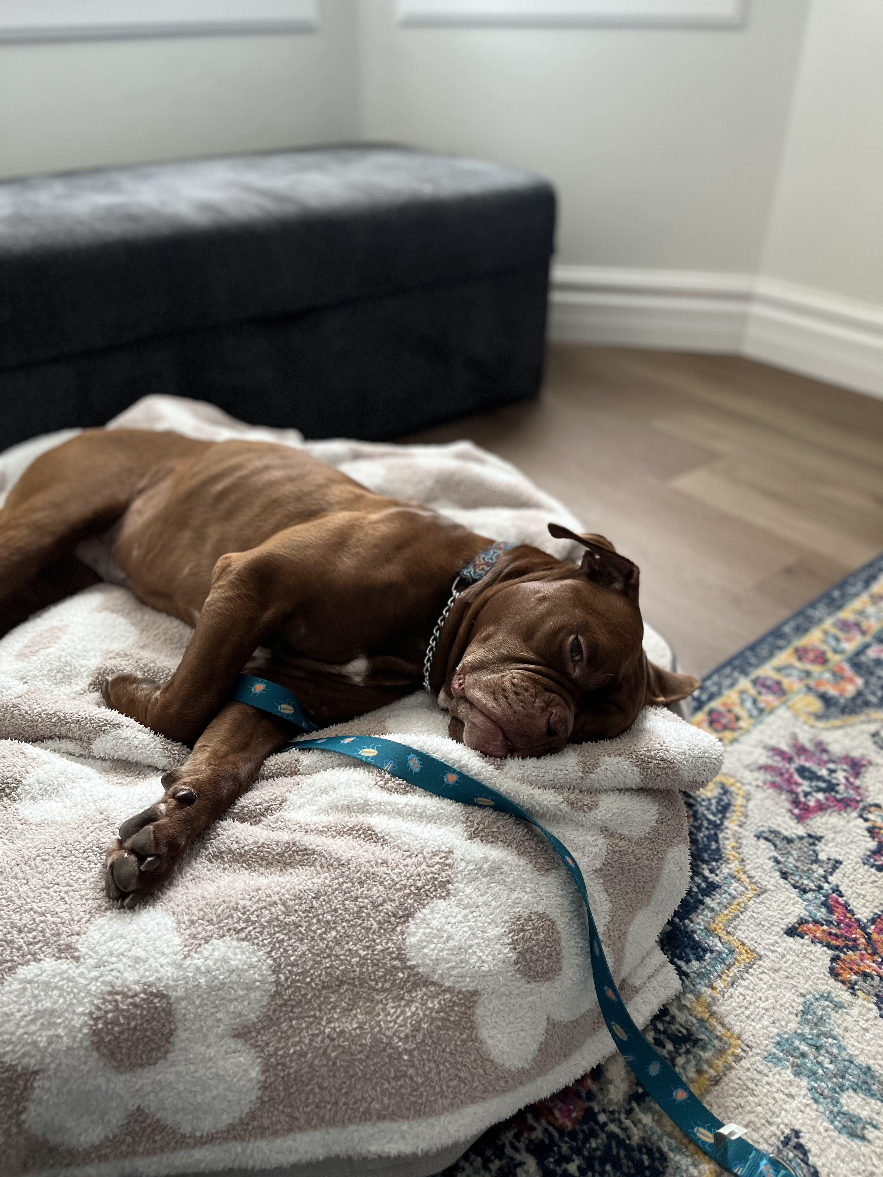 Sugga, a Adopted mixed breed in London, ON image 2/6