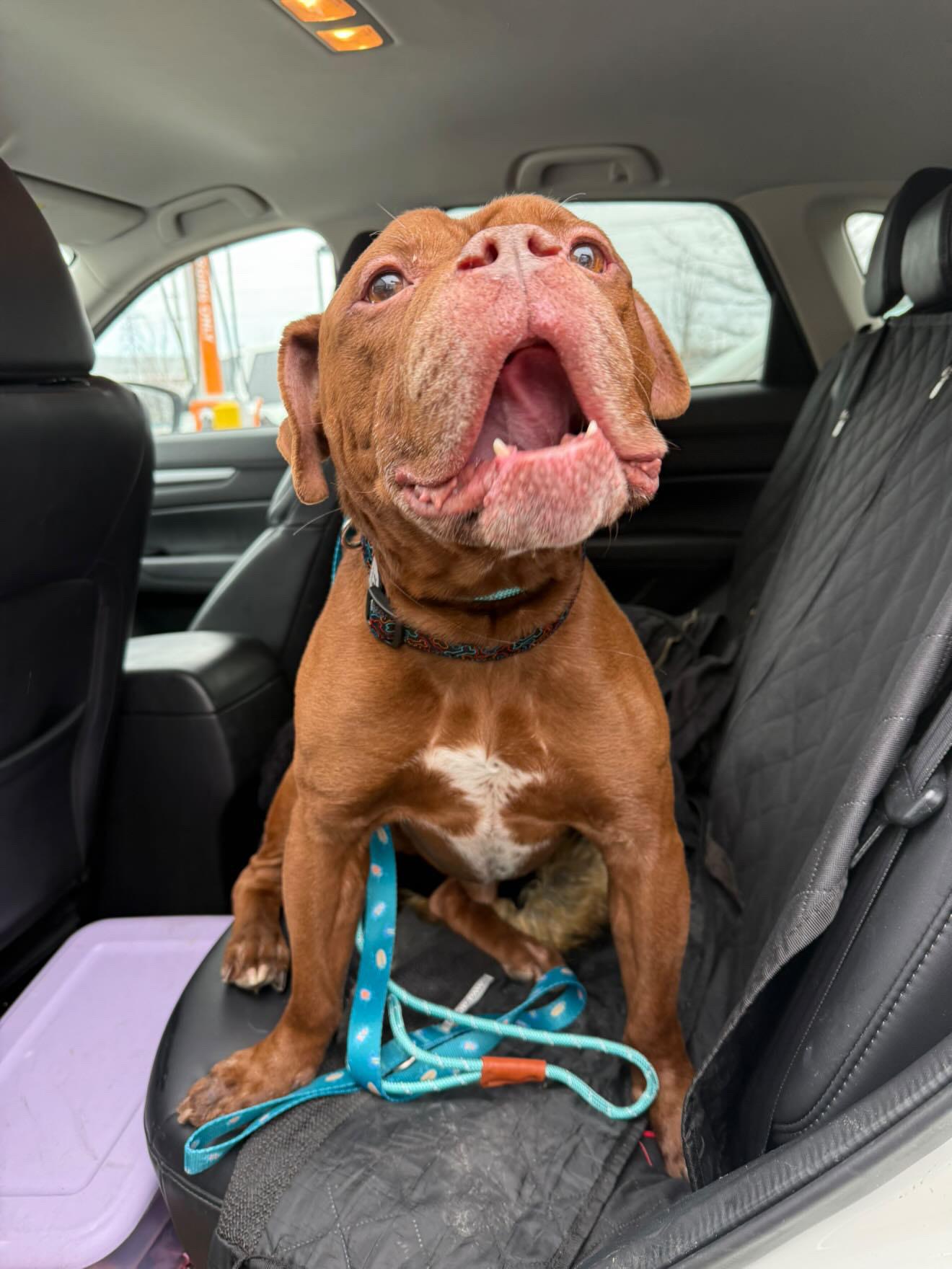 Sugga, a Adopted mixed breed in London, ON image 3/6