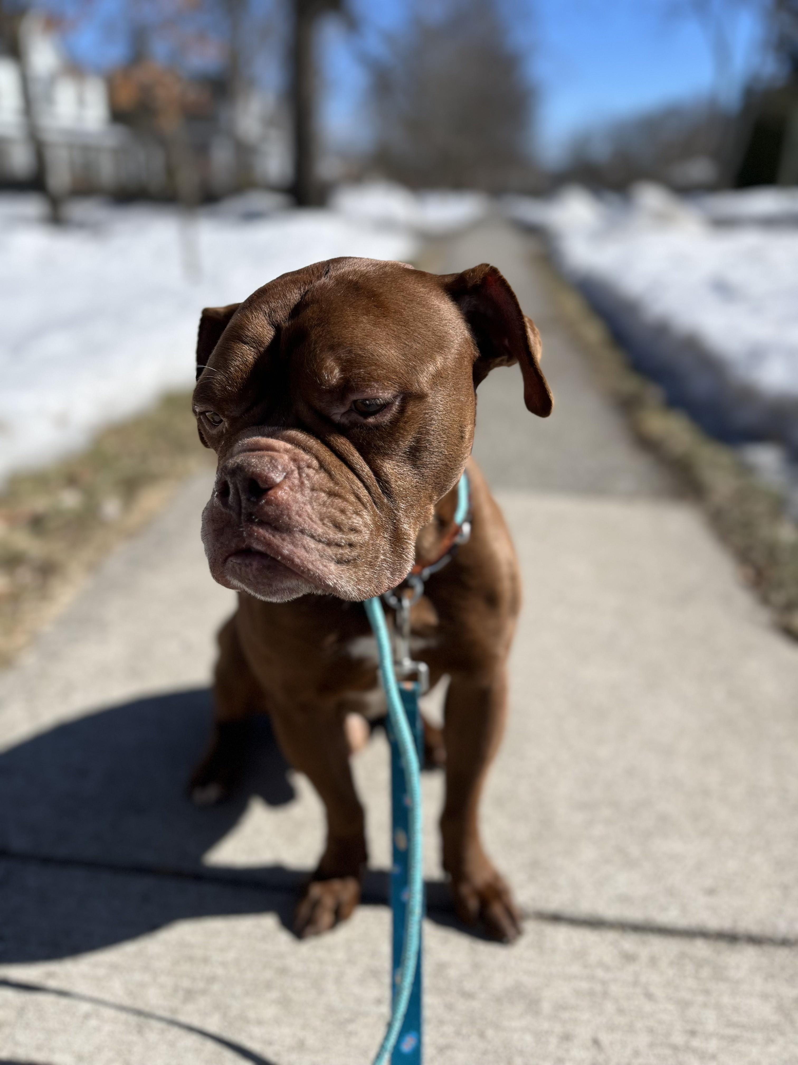Sugga, a Adopted mixed breed in London, ON image 4/6