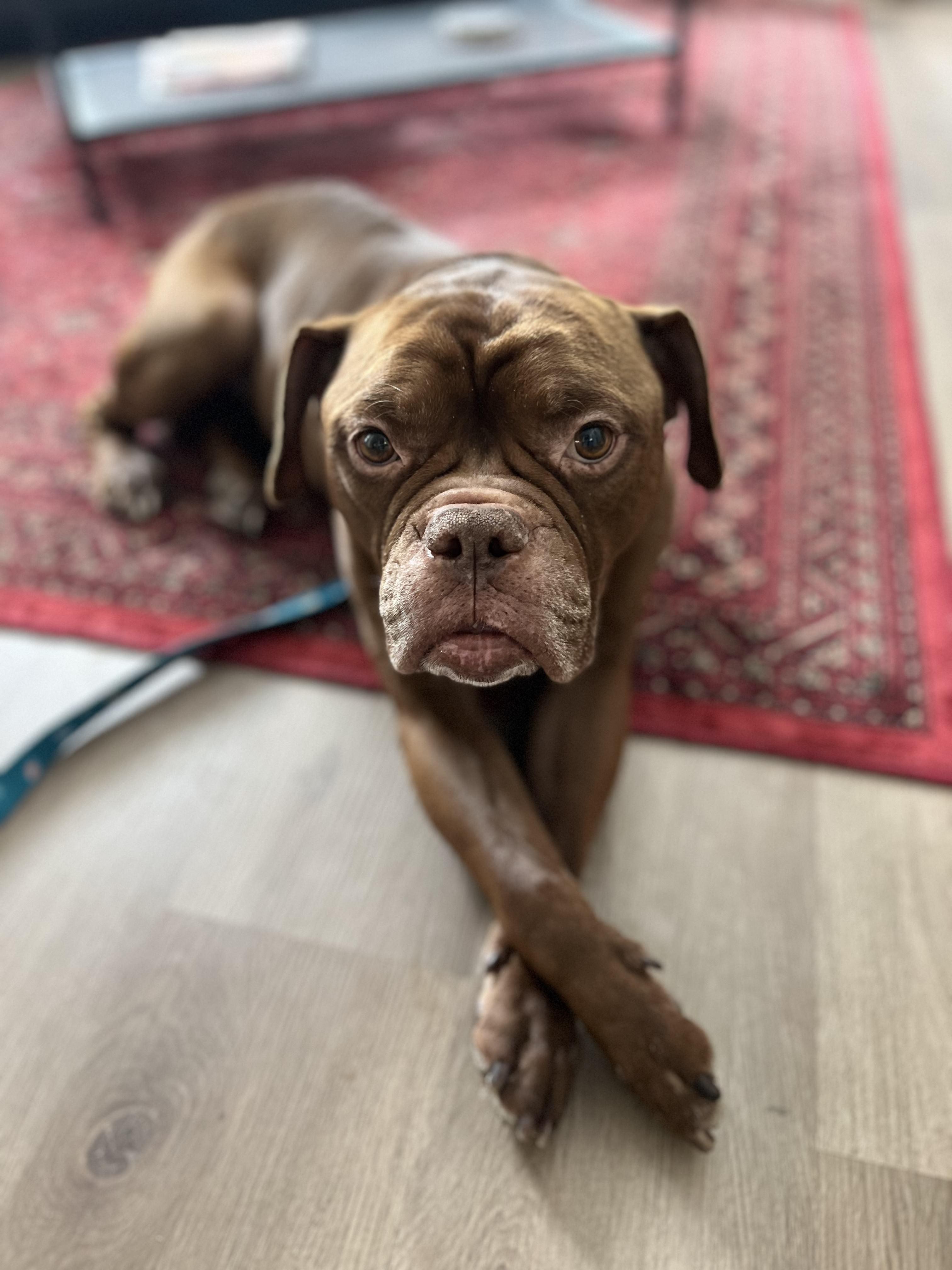 Sugga, a Adopted mixed breed in London, ON image 5/6