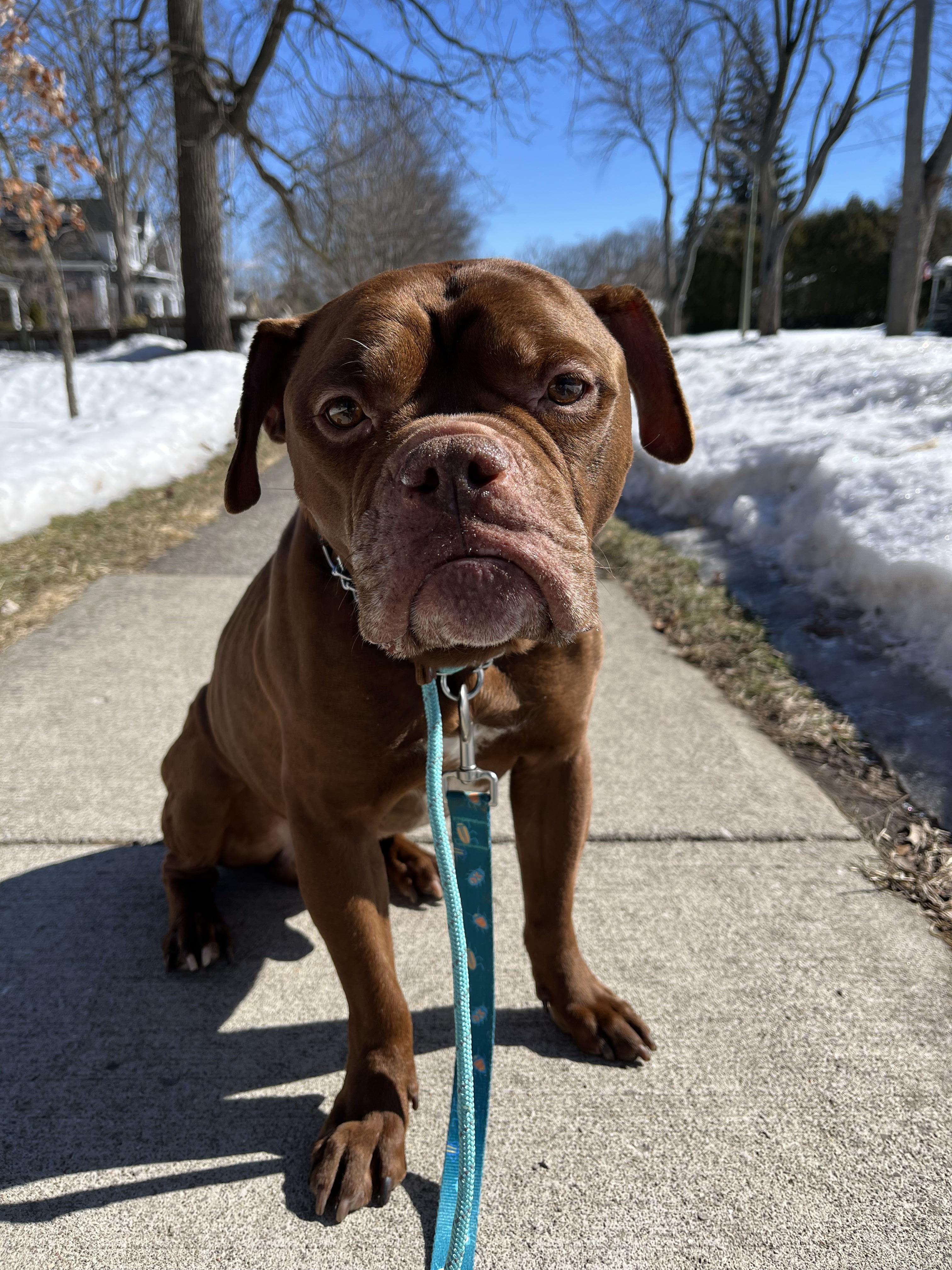 Sugga, a Adopted mixed breed in London, ON image 6/6