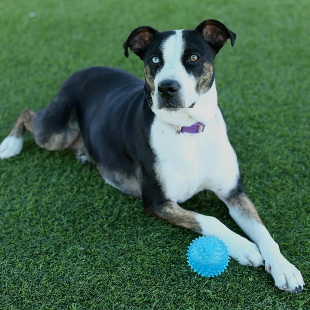 Enlarge Esme, a Adoptable mixed breed in Evansville, IN image 3/6