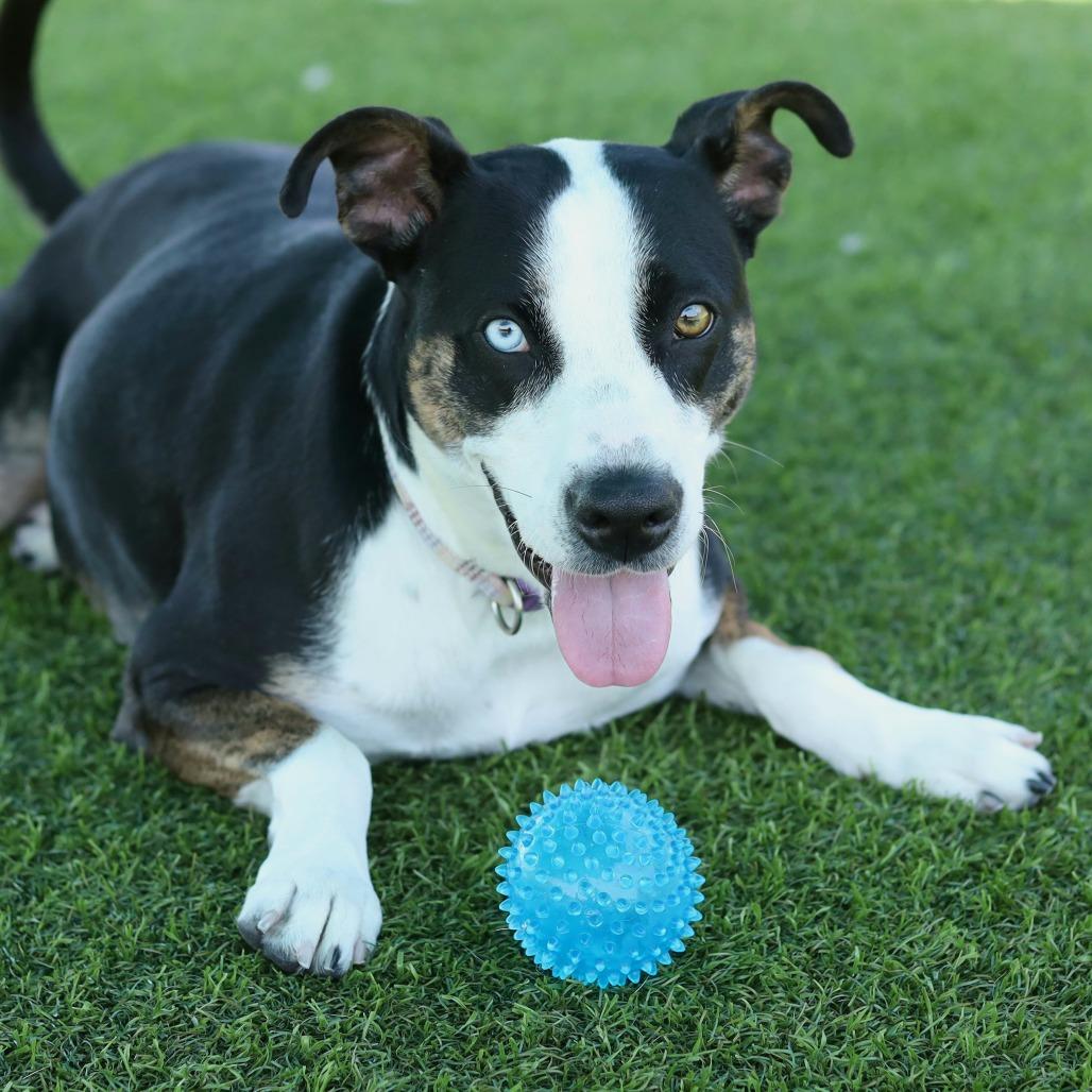 Esme, Adoptable, Adult Female Catahoula Leopard Dog & Pit Bull Terrier.