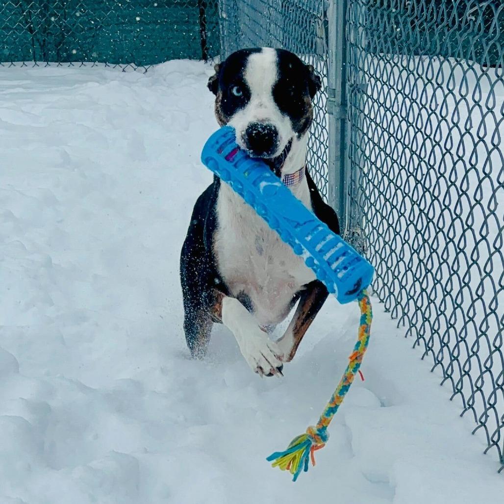 Enlarge Esme, a Adoptable mixed breed in Evansville, IN image 1/6