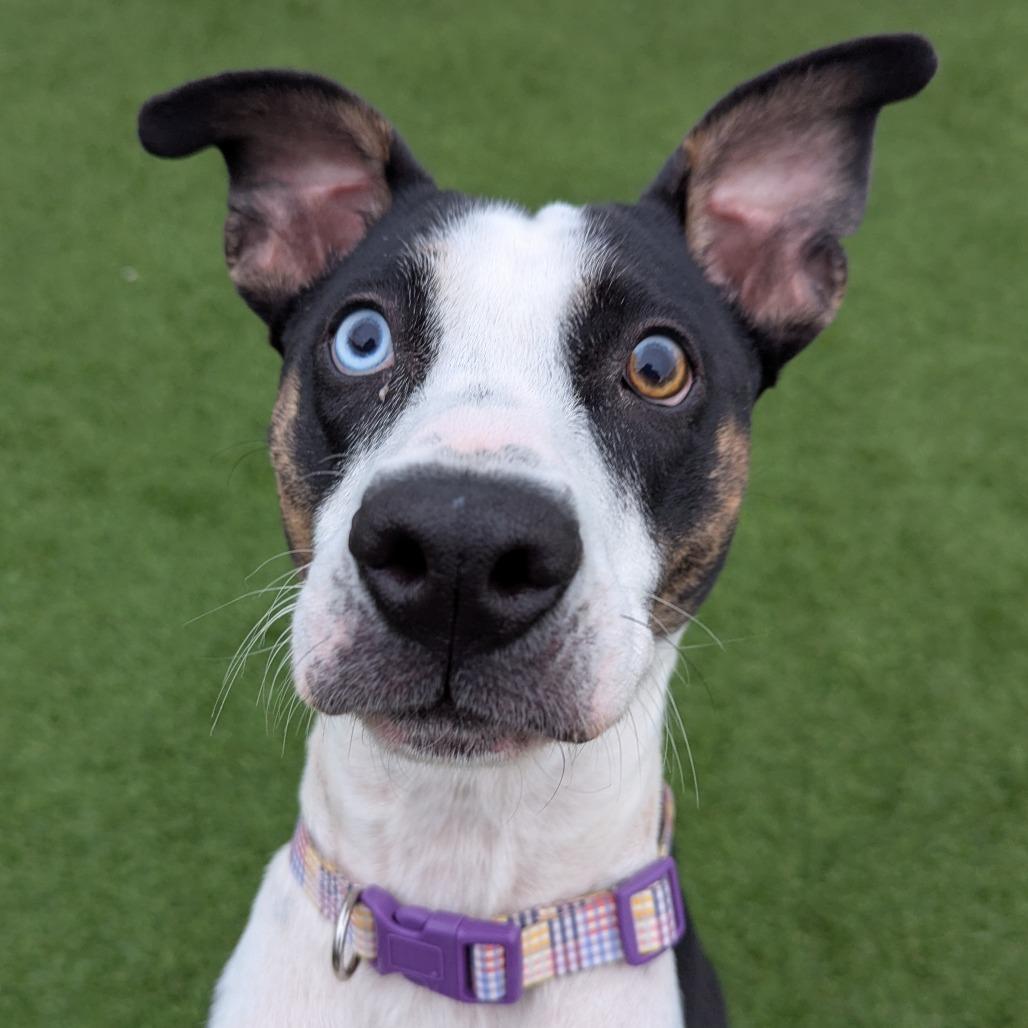 Enlarge Esme, a Adoptable mixed breed in Evansville, IN image 2/6