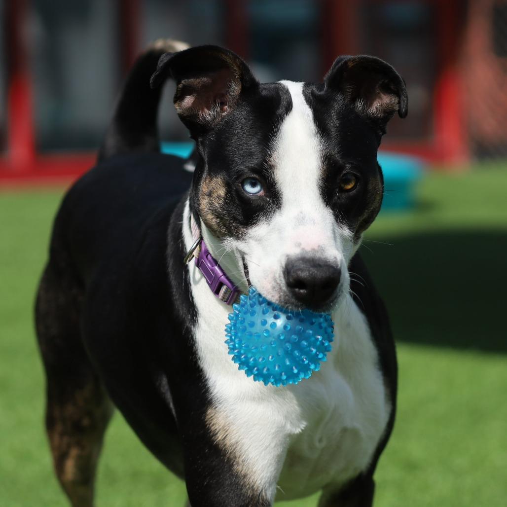 Enlarge Esme, a Adoptable mixed breed in Evansville, IN image 3/6