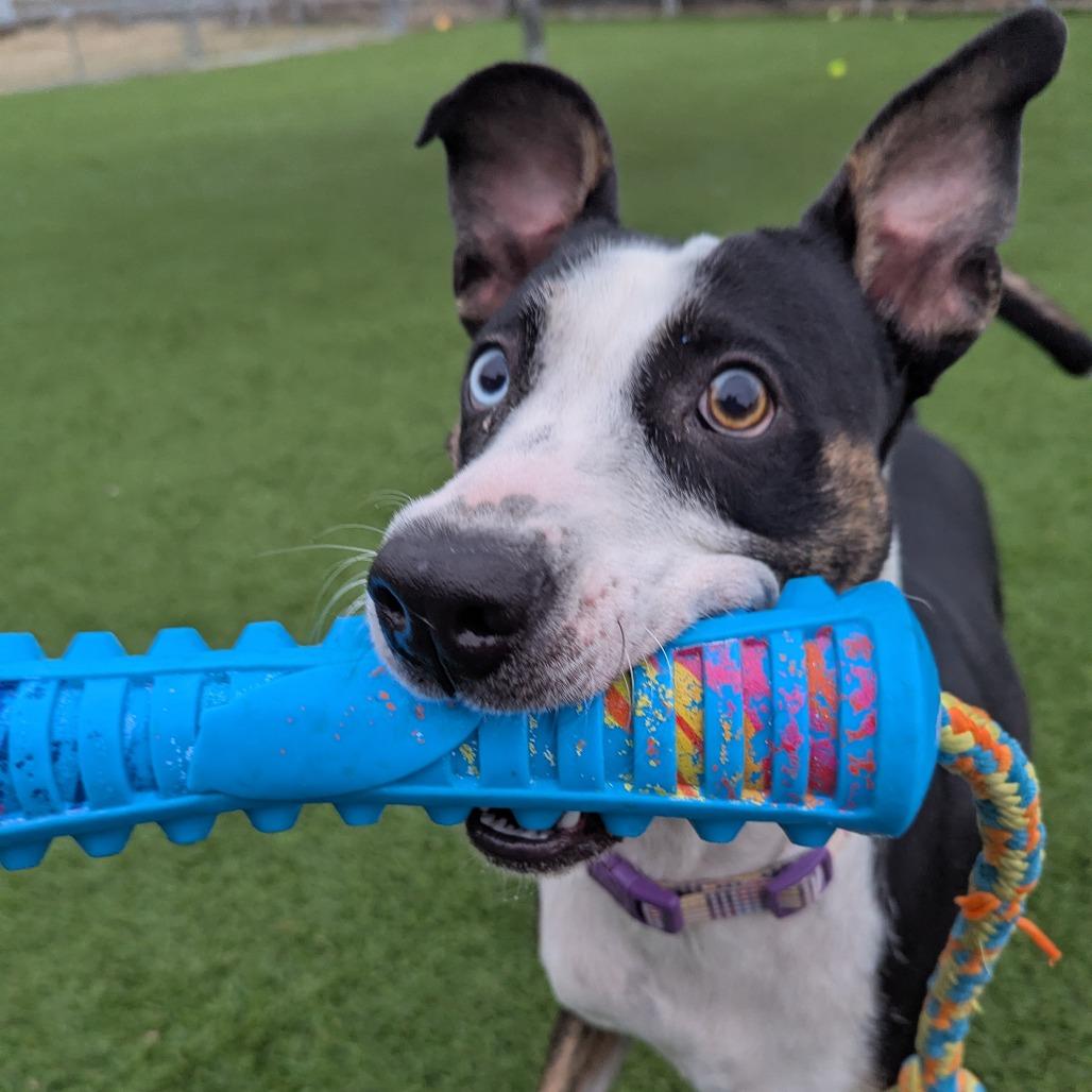 Enlarge Esme, a Adoptable mixed breed in Evansville, IN image 4/6