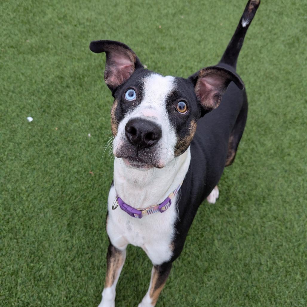 Enlarge Esme, a Adoptable mixed breed in Evansville, IN image 5/6