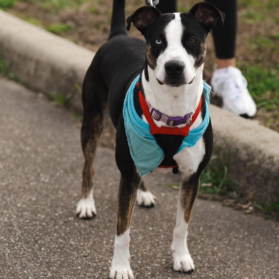 Enlarge Esme, a Adoptable mixed breed in Evansville, IN image 5/6