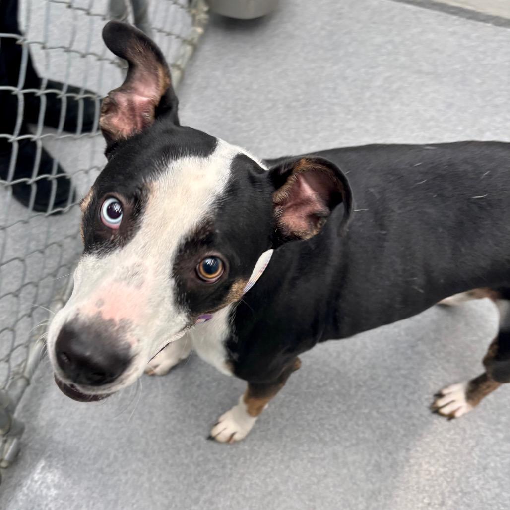 Enlarge Esme, a Adoptable mixed breed in Evansville, IN image 6/6